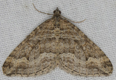 Perizoma custodiata