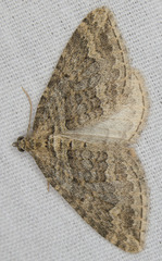 Perizoma custodiata