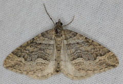 Perizoma custodiata