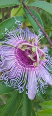 Passiflora cincinnata