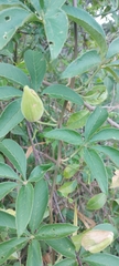 Passiflora cincinnata