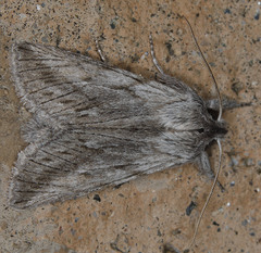 Pleromelloida cinerea