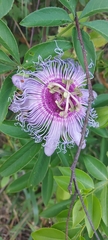 Passiflora cincinnata