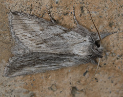 Pleromelloida cinerea