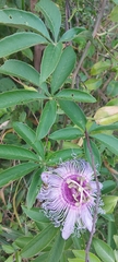 Passiflora cincinnata
