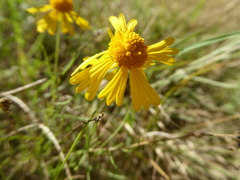 Helenium amarum amarum