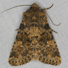 Pseudobryomima fallax