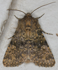 Pseudobryomima fallax