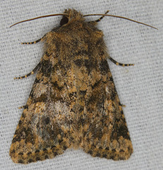 Pseudobryomima fallax