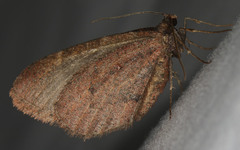 Stamnodes costimacula