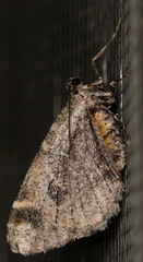 Stamnodes albiapicata