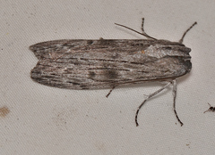 Capusa senilis