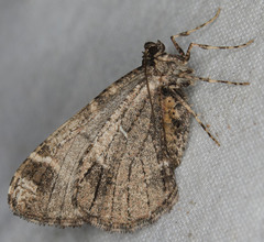 Stamnodes albiapicata