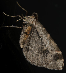 Stamnodes albiapicata