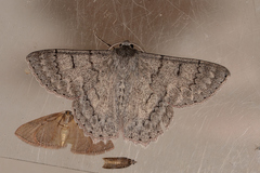 Crypsiphona tasmanica