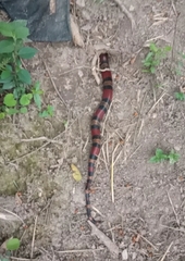 Lampropeltis micropholis