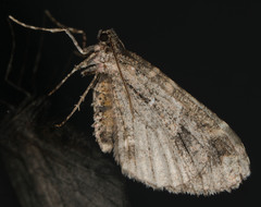 Stamnodes albiapicata