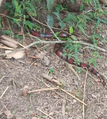 Lampropeltis micropholis
