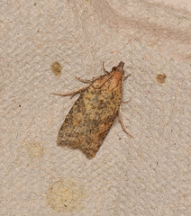 Dichelia sobriana