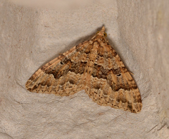 Epyaxa agelasta