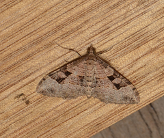 Epyaxa centroneura