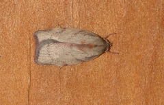 Euchaetis inceptella