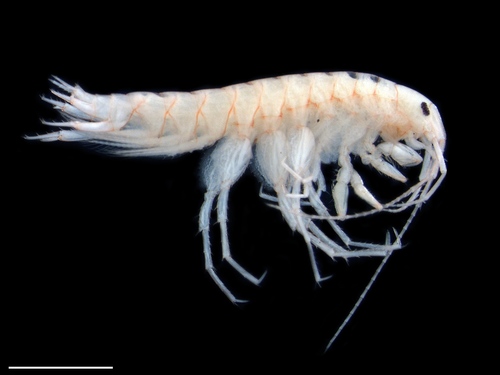 Crangonyx apalachee