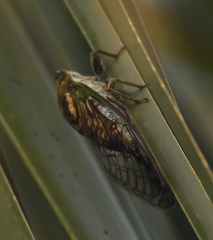 Diceroprocta olympusa