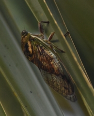 Diceroprocta olympusa