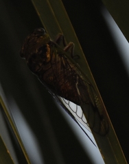 Diceroprocta olympusa