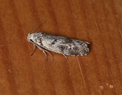 Lichenaula onychotypa