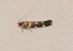Macrobathra bigerella