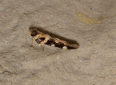 Macrobathra bigerella