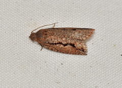 Meritastis