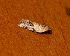 Clepsis therina
