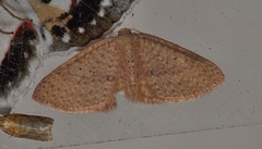 Poecilasthena anthodes