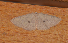 Poecilasthena anthodes