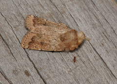 Proteuxoa senta