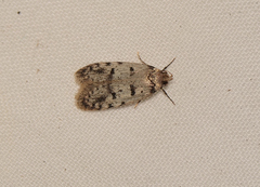 Scatochresis episema
