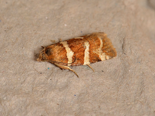 Conchylis subfurcatana