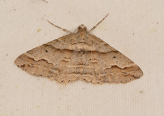 Syneora fractata