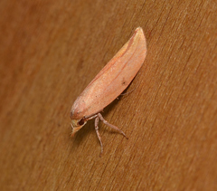 Wingia aurata