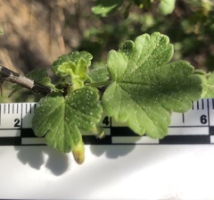 Ribes divaricatum pubiflorum