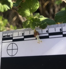 Ribes divaricatum pubiflorum