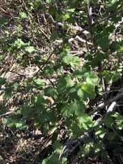 Ribes divaricatum pubiflorum