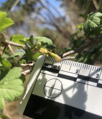 Ribes divaricatum pubiflorum