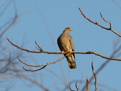 Patagioenas fasciata