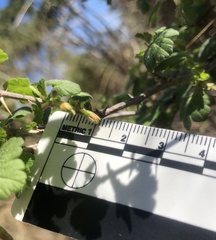 Ribes divaricatum pubiflorum