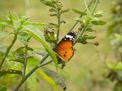 Danaus chrysippus