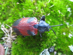 Coraliomela quadrimaculata